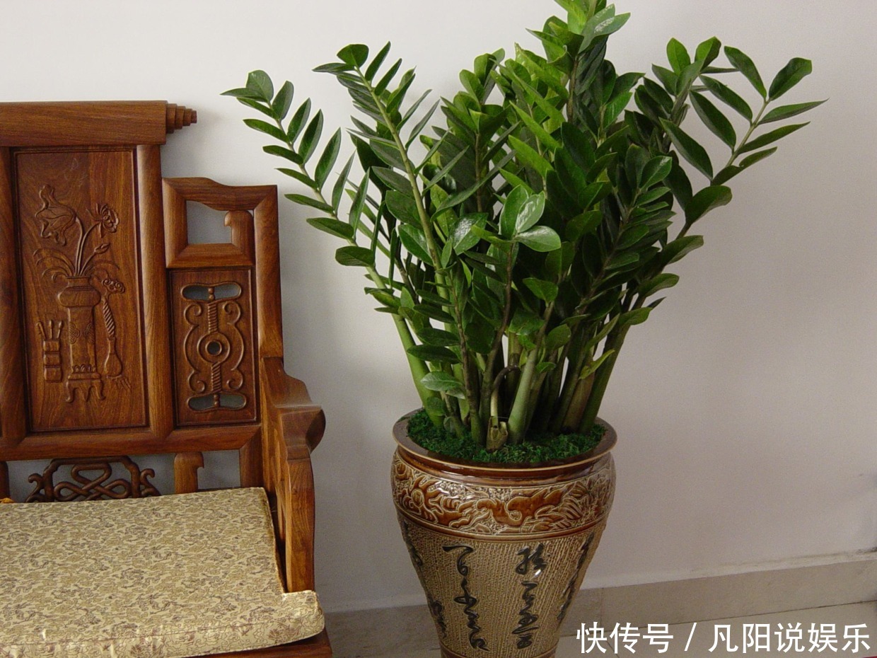 有钱人|有钱人最爱养这“3种”树,摆家里绿油油,生活越过越好!