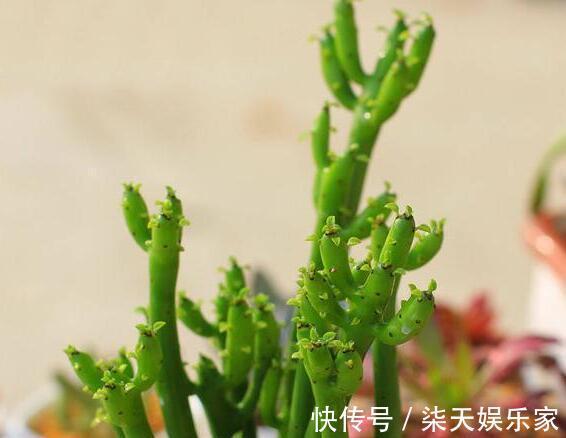 元气满满|老中医告诉你,这几种家居植物送给你都不要拿回家,我是后悔透了