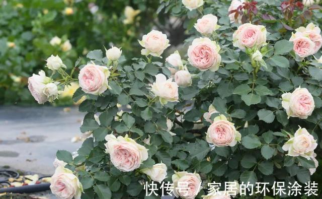 花型|太热了，“粉龙”不开花，用以下月季品种来弥补遗憾，真心不错