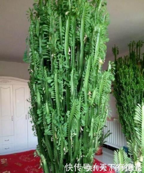 此花浑身带刺,室内养一盆辟邪,养在客厅能窜2米高,大气!