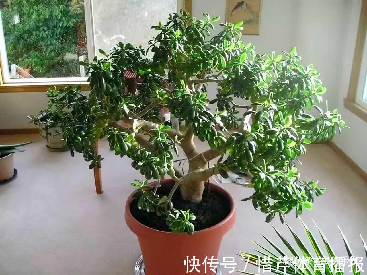 3种“养人花”,好看好养又能净化空气,越养越“贵气”!