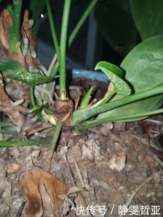 虎皮兰,红掌,吊兰养成老桩，变成大树，真壮观