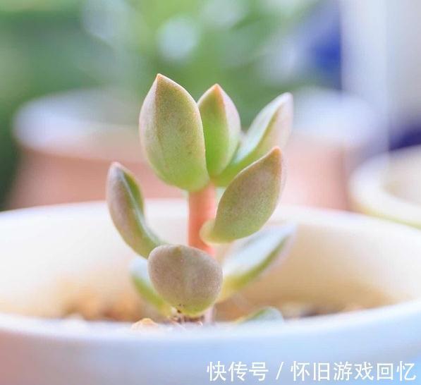 喷壶|多肉植物浇水方式,喷雾,喷水,尖嘴壶,浸盆,你用哪一种