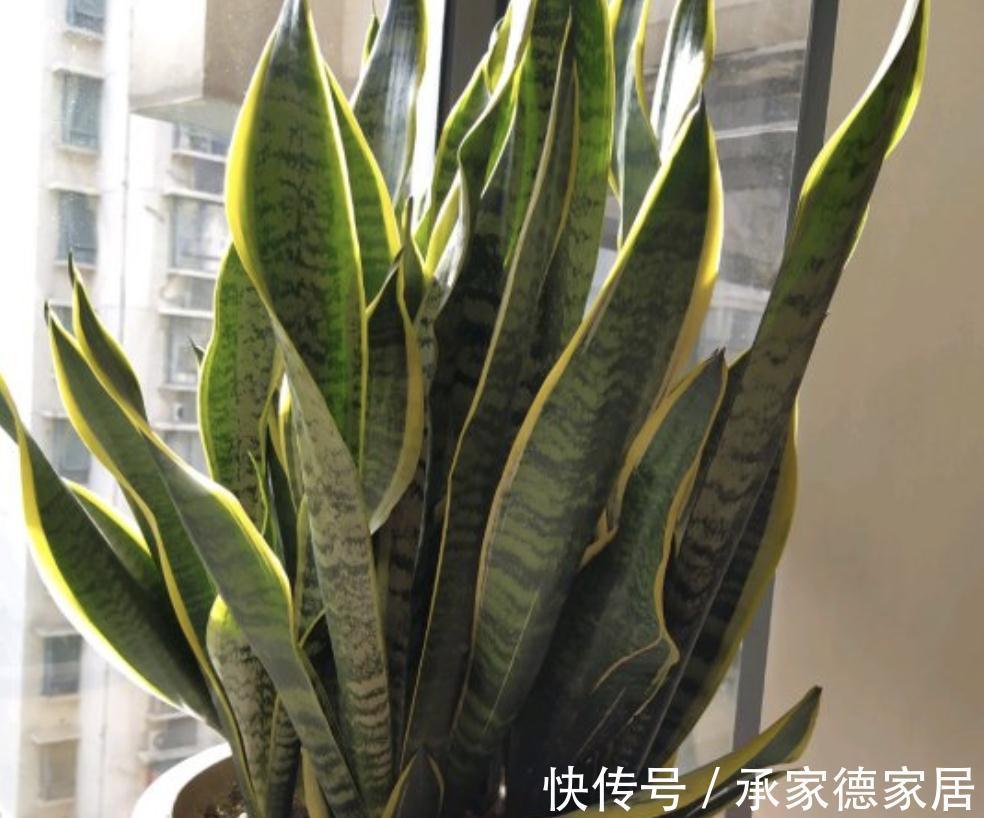 金边“虎皮兰”家家有,若想养漂亮,学“此招”,窜窜长大个