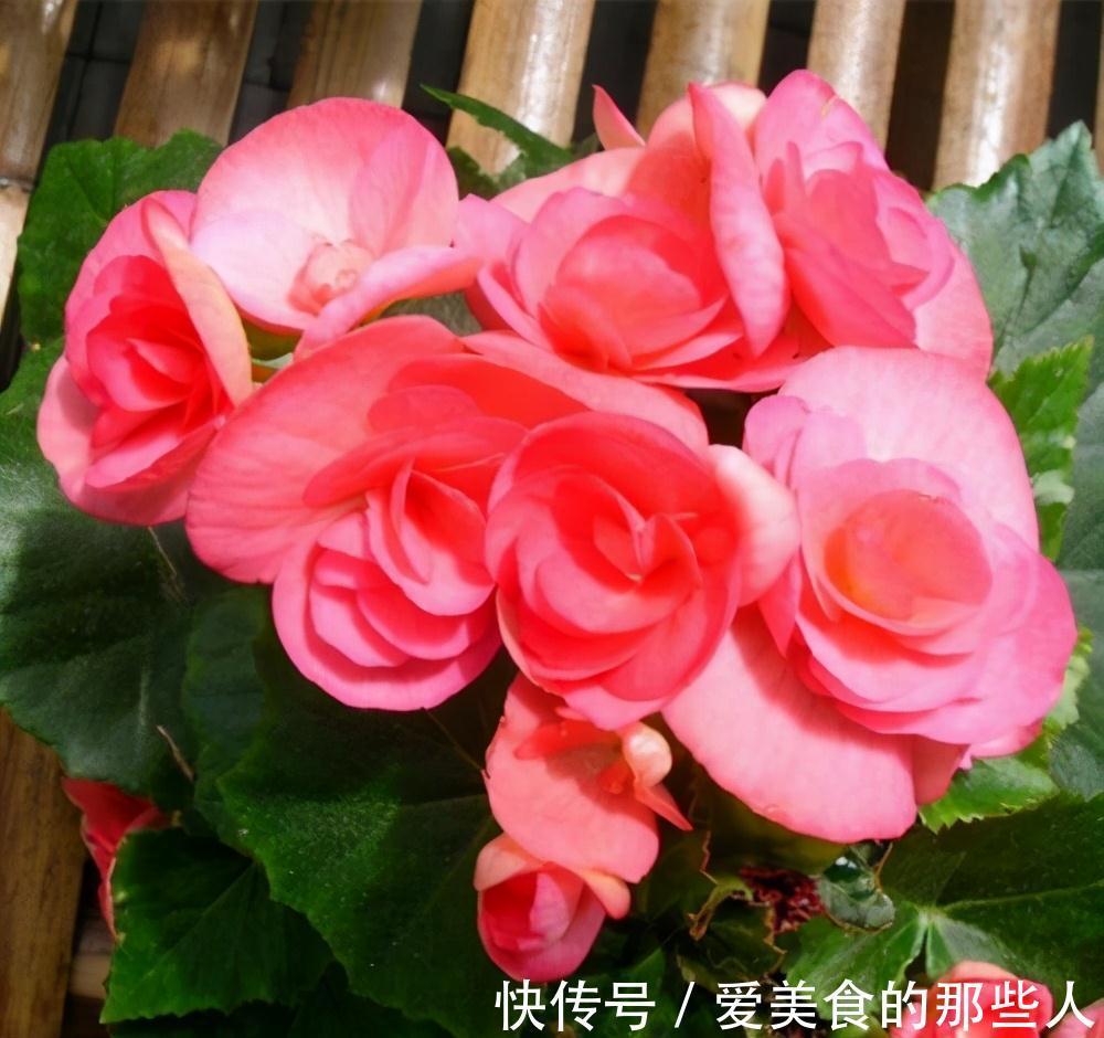 觉得家中不温馨太冷清，建议你种养此花卉，花期长，而且四季常绿