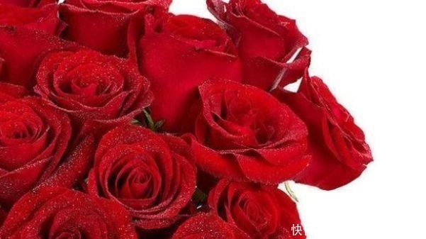 花色|喜欢牡丹，不妨试试“高端玫瑰”卡罗拉，花开红艳似火，美艳优雅