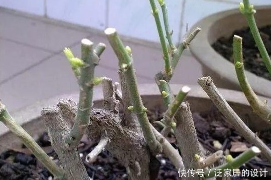 茉莉有“三怕”,入春顺着习性养,催出一圈苞,清香宜人大半年