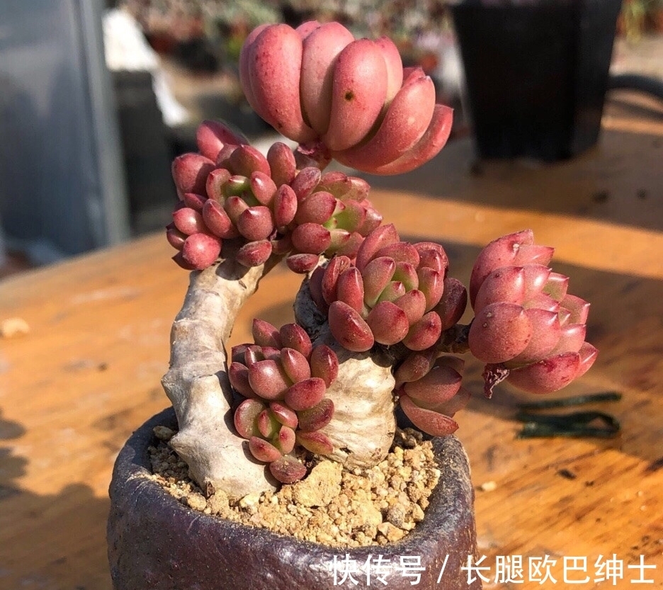 养护|多肉红宝石和蓝宝石,名字很相近差别却很大,都很漂亮值得入手