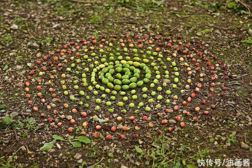 詹姆斯|艺术家用石头和树叶“作画”,网友直呼:太解压,治愈强迫症