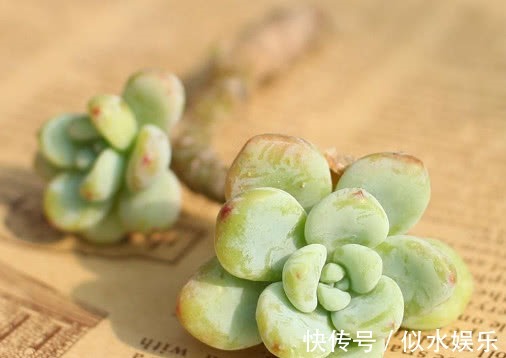 小妙招|多肉劳尔怎么养教你3个盆栽小妙招,养出红润饱满的劳尔