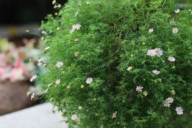 茶山|他把园子建在茶山下，归隐入林，沏茶闲聊，生活自然、安静、惬意