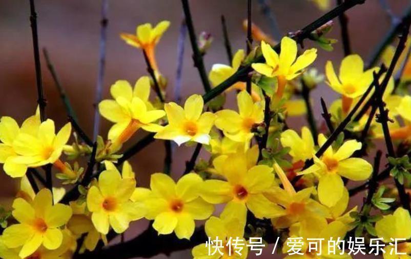 深秋养5种花,别急着搬进屋,室外晒一晒冻一冻,花芽会更多