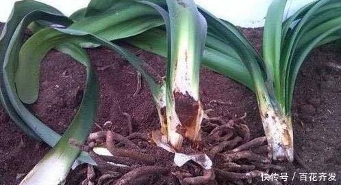 兰花|盆底垫上这一物,盆栽兰花、君子兰10年不烂根,还促生根多又壮