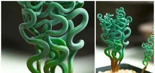 布纹|10种长相很怪异的盆栽植物，都很适合养在花盆里