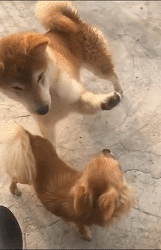 |搞笑GIF:别装了 我知道你就是故意的