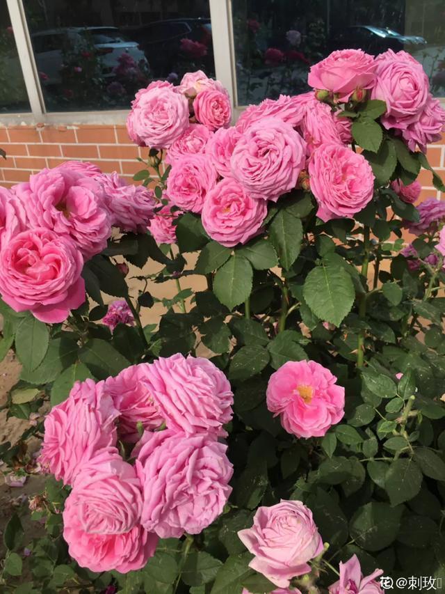 想要家里四季花开,这20种花,连续能开300天,完全不歇气