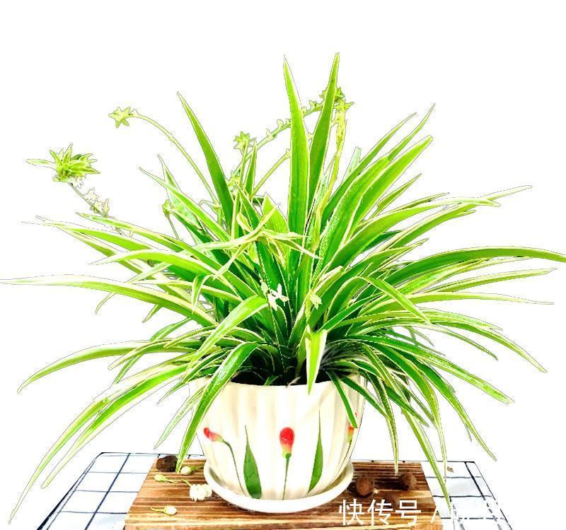 冷天养这8种花,有钱也要穷着养,断粮、少水更抗冻