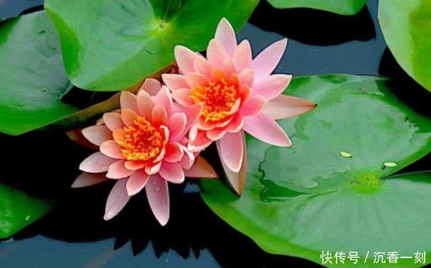 6种花就得现在买,养到夏天就能开爆,越热开花越多