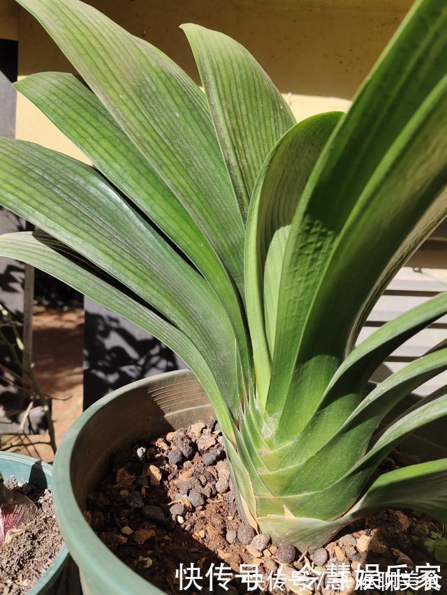 君子兰|君子兰催花实操经验,现在行动,一个月后就冒花箭