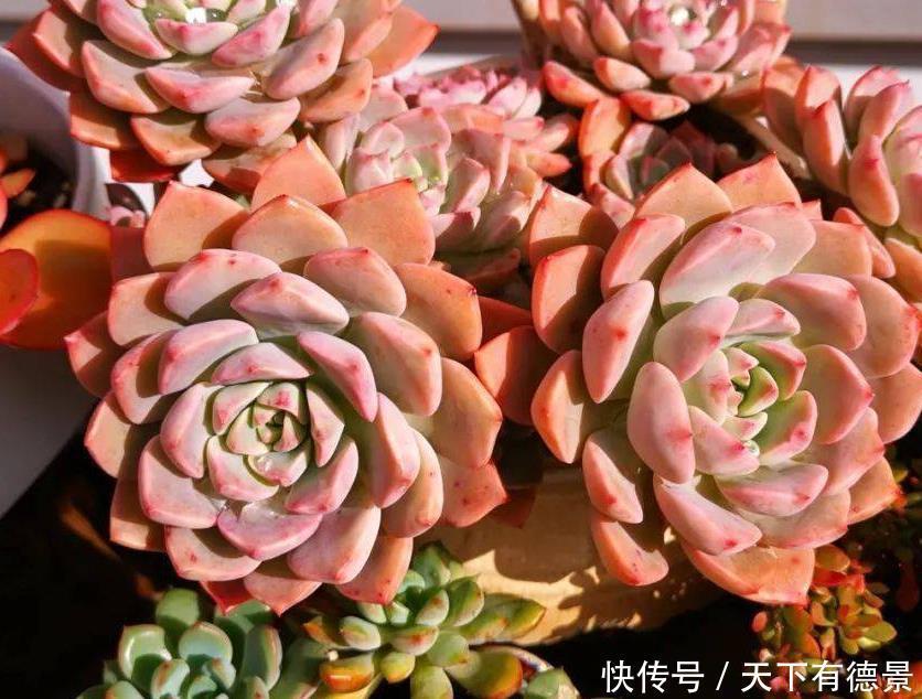 元气大伤|天热多肉不长个该怎么办?多透气、不施肥,不行就只能换盆土