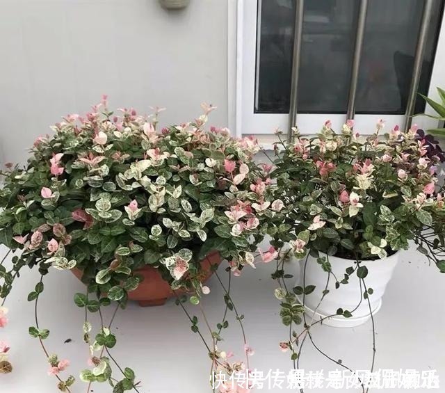 养花有“六戒”、“五忌”,难怪你的花总养不好,原来是犯了忌讳!