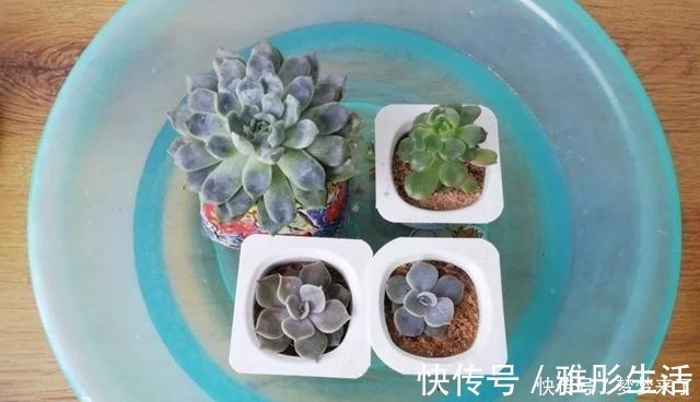 水壶|养花浇水容易“阴阳水”,教你3个小技巧,一次就浇透让花喝个够