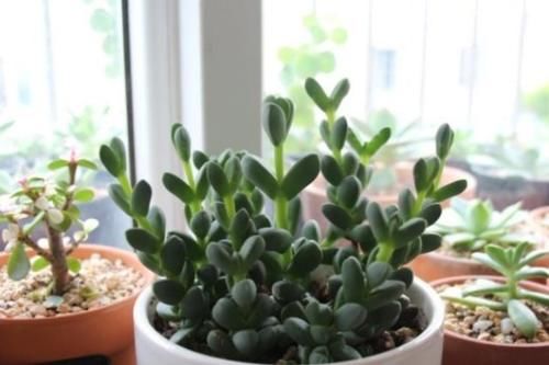 多肉植物怎么养？