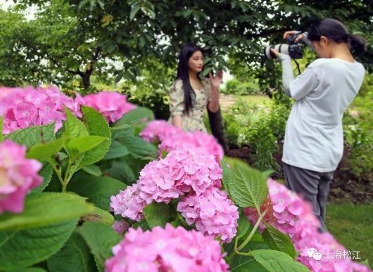 绣球花|彩！辰山植物园里2000余株绣球花绚烂绽放