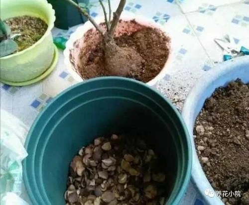 家中养花，盆底垫几种小东西，盆土疏松透气，防止烂根