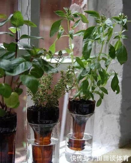 家里的废弃瓶罐别扔了，随手做成创意花盆，省下一笔钱