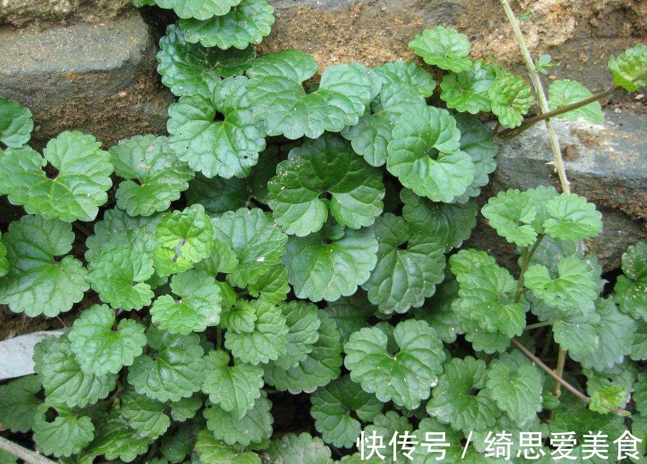 此花生命力顽强,药用价值极高,寓意留心沿途的美景