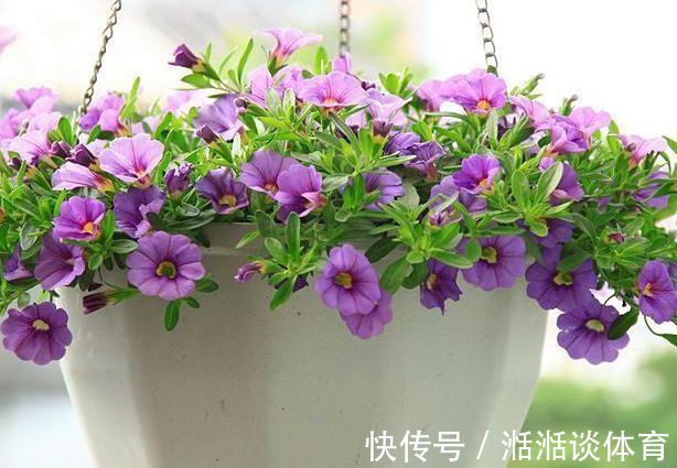 喜欢牡丹,不如养盆“玫瑰珍品”宠爱小姐,花开浓艳,极为少见!