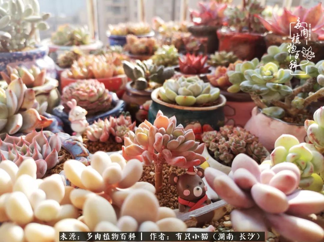 经历一个夏天的摧残,方知皮实好养的多肉才是真爱!