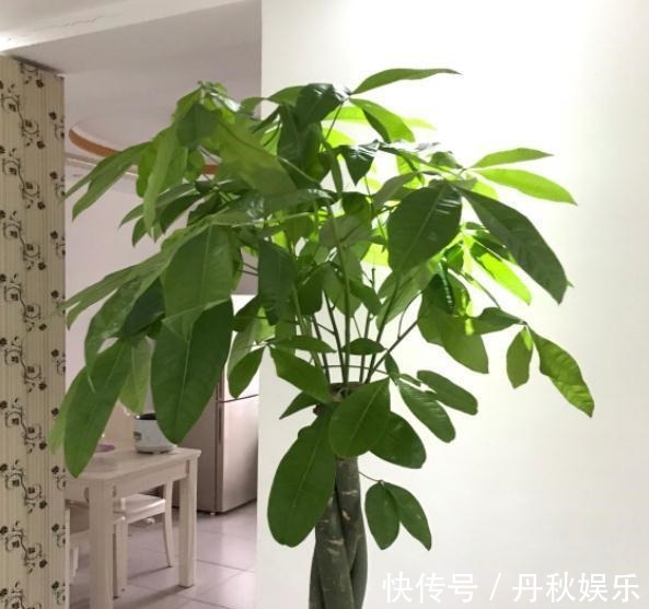 铜钱草|6种“聚财花”,养在家里好兆头,漂亮又大气,还有好运满满