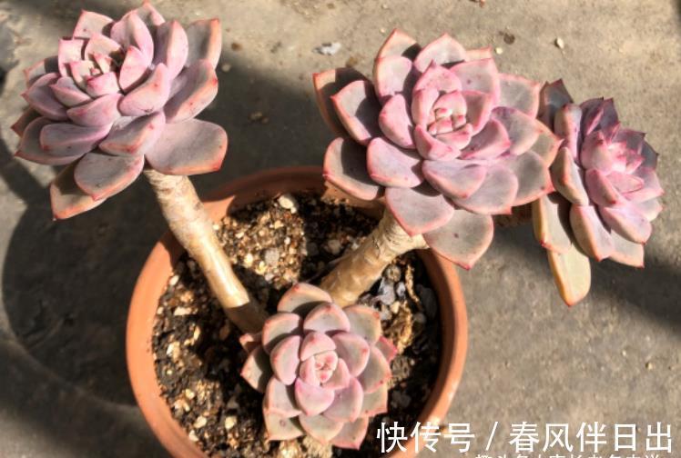 根系|天气热温度高,多肉缺水也不敢浇?来看看有经验的肉友是怎么做的