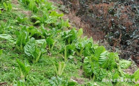 皱纹|女性不想老太快，推荐吃的食物，延缓衰老速度，减缓皱纹，气色好