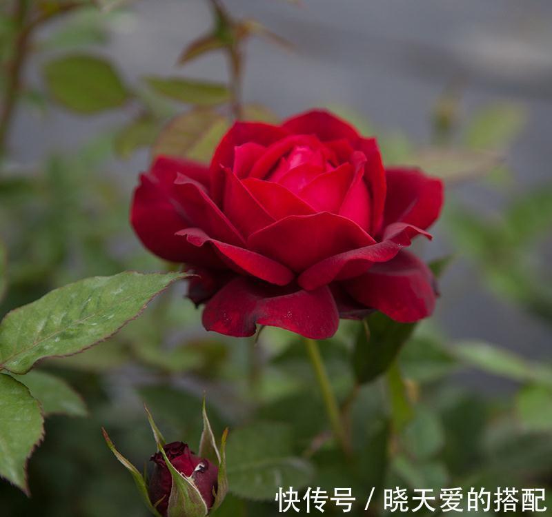 花友|月季品种中的两朵奇葩，一个开花不像月季像荷花，一个妈妈最爱