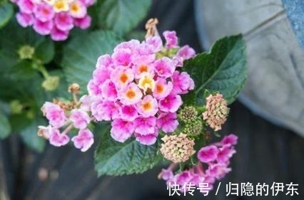 人际关系|桃花绽放，爱意浓浓，心心念念，此生相伴