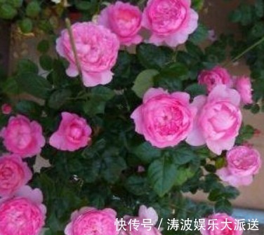 液体|栀子花、茉莉花、都爱喝“1种液体”,用后叶子绿、开花旺