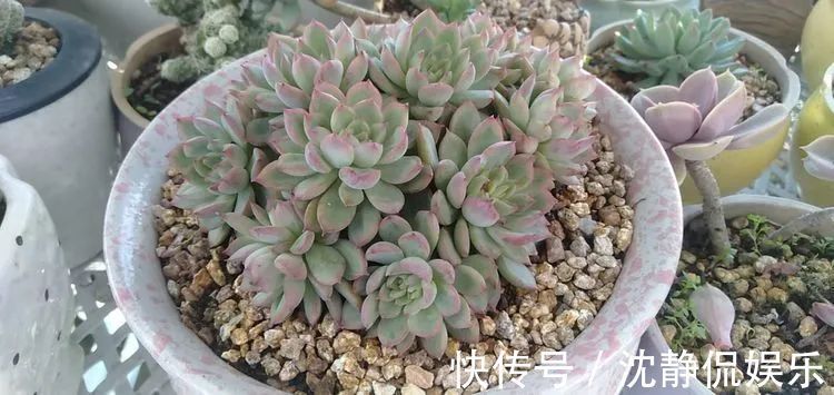 昂斯诺|一直都养不活花,直到遇见了多肉!只要用心,就能变美!