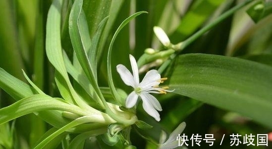 花量|阳台养花就选“4种”，个个好养、开爆盆，花色艳丽灿烂无双