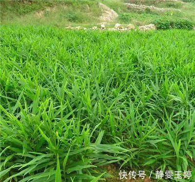 農(nóng)村山上一種“黃金”農(nóng)村人都不吃,城里人稀罕的很