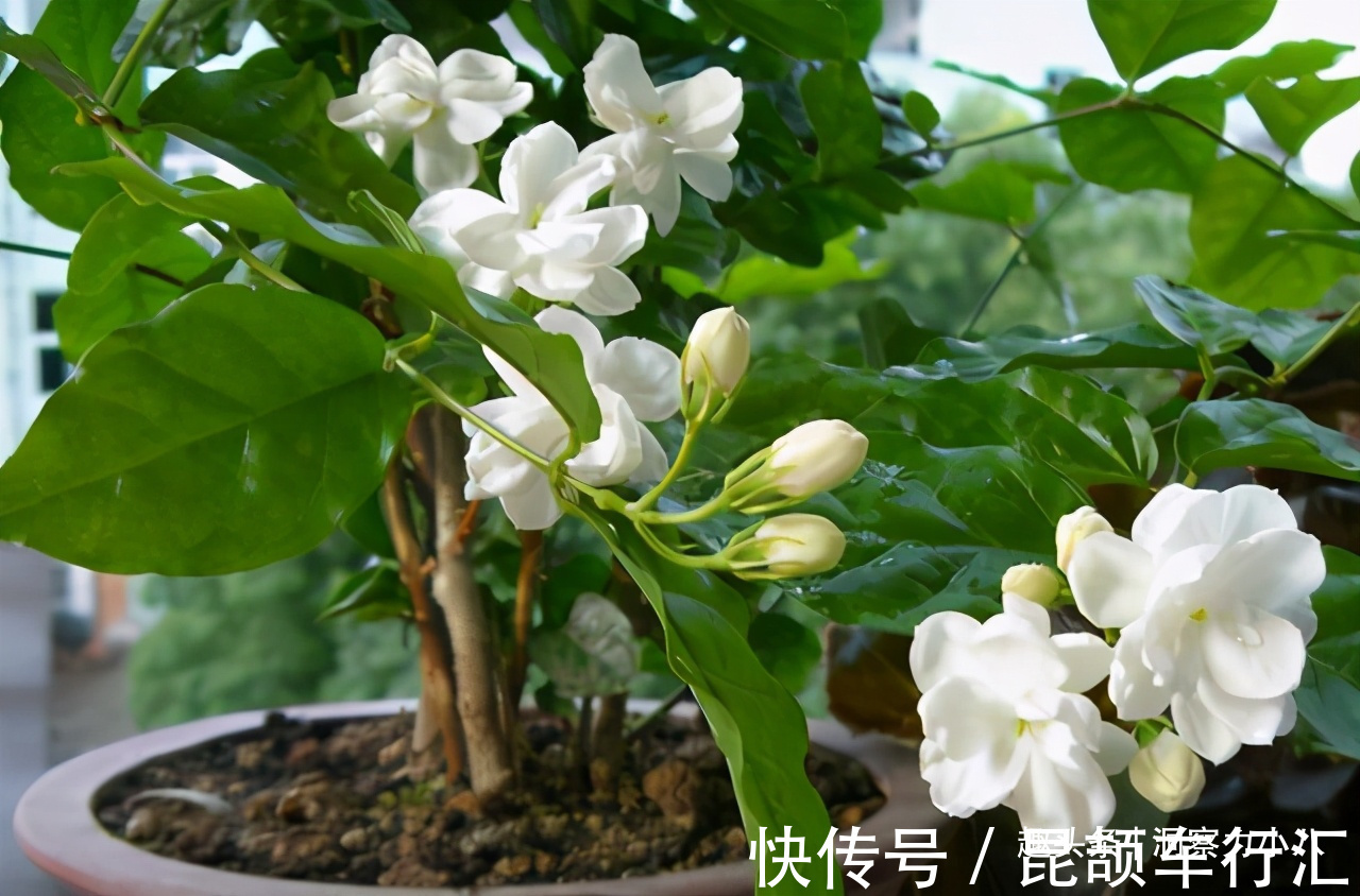 茉莉需润养，这“三位置”留点水，花苞咕噜冒，一次绽放上百朵