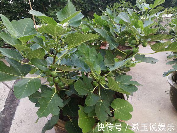 花友|这种水果枝条阳台一插，1年就挂果，果实太多压弯枝！