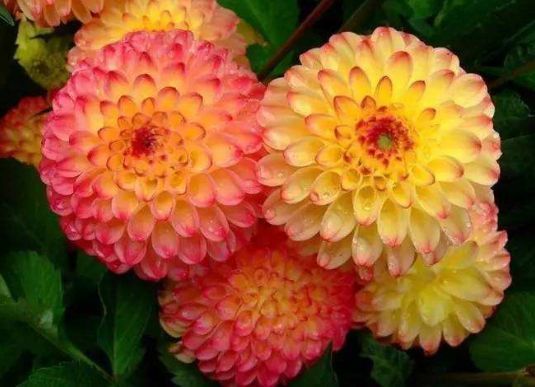 养花养个花期长的，养在家里繁花似锦，清新脱俗，对待新手很友好