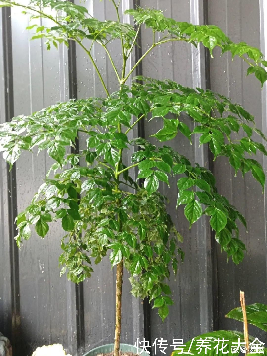 10种花越高越值钱,能长到2米,大高个霸气镇宅