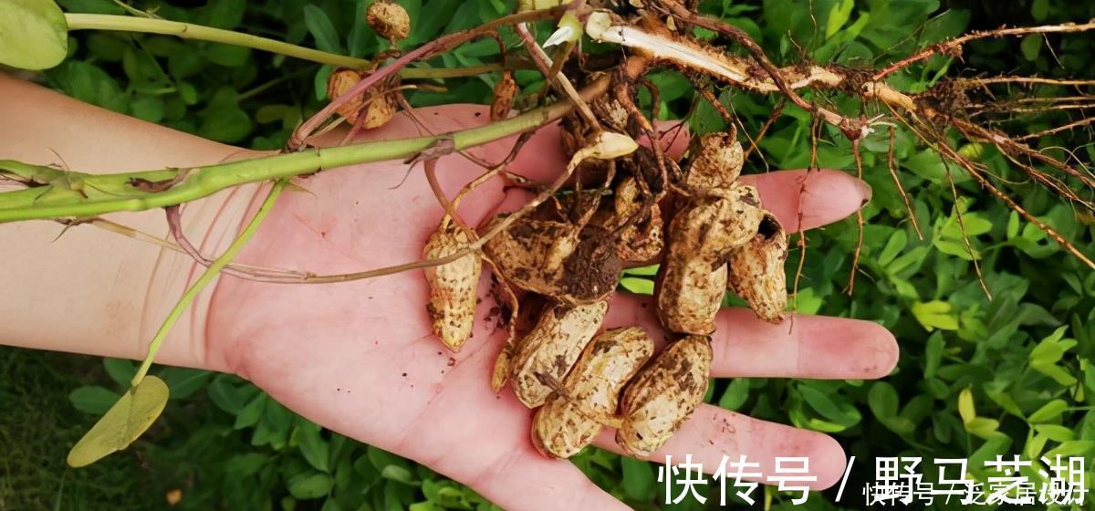 养分|君子兰养护小技巧,土里埋上它,叶片肥又亮