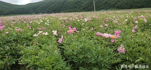 牡丹为后，芍药为妃，再像也是不一样的，教你一眼区分开来