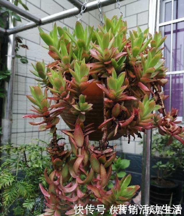 花花|3种花不能养老桩，开花越来越少，最后只剩光杆！