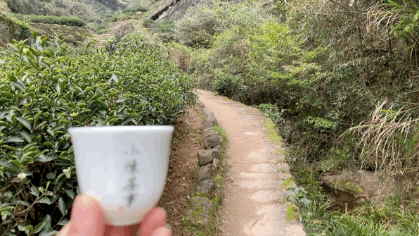 适饮期!爱喝岩茶的你,了解武夷岩茶的褪火期、适饮期、返青期、转化期?
